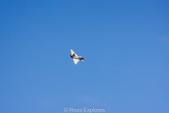 IMG_4539